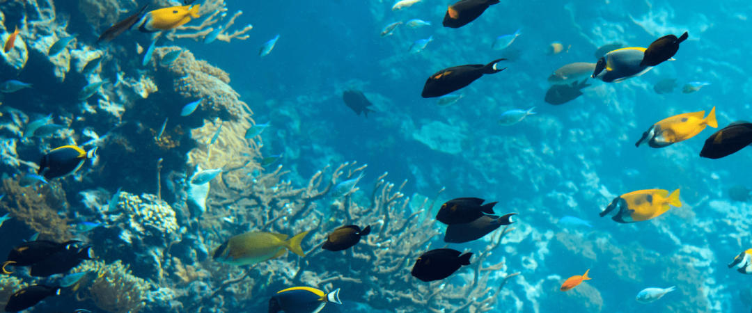 Top 5 Benefits of Deep Sea Fishing Trips